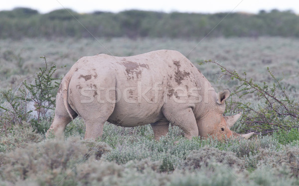 Nero rinoceronte faccia natura animale african Foto d'archivio © michaklootwijk