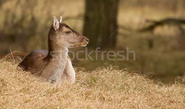 A fallow-deer Stock photo © michaklootwijk