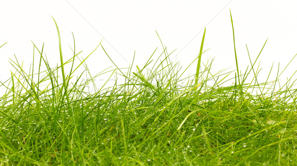 Close up of fresh thick grass with water drops Stock photo © michaklootwijk