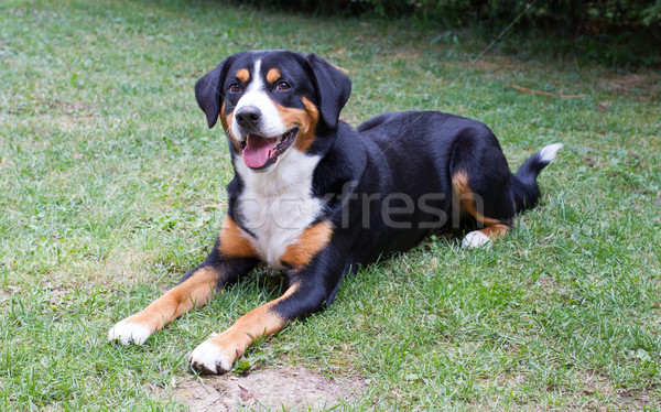 Young Sennenhund Stock photo © michaklootwijk