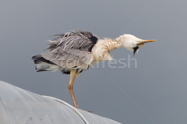 Great blue heron on a roof Stock photo © michaklootwijk