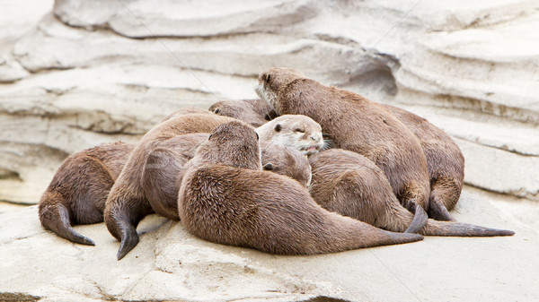 Lazy group of Asian small-clawed otter Stock photo © michaklootwijk