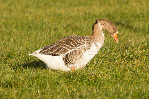 A goose Stock photo © michaklootwijk
