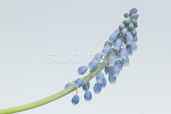 Grape hyacinth with white background Stock photo © michaklootwijk