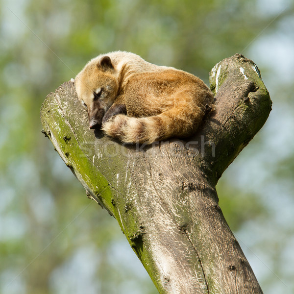 Dormir arbre zoo holland oeil forêt [[stock_photo]] © michaklootwijk