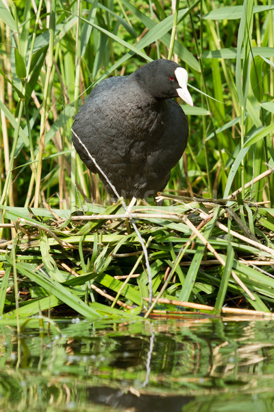 Common coot sitting on a nest  Stock photo © michaklootwijk