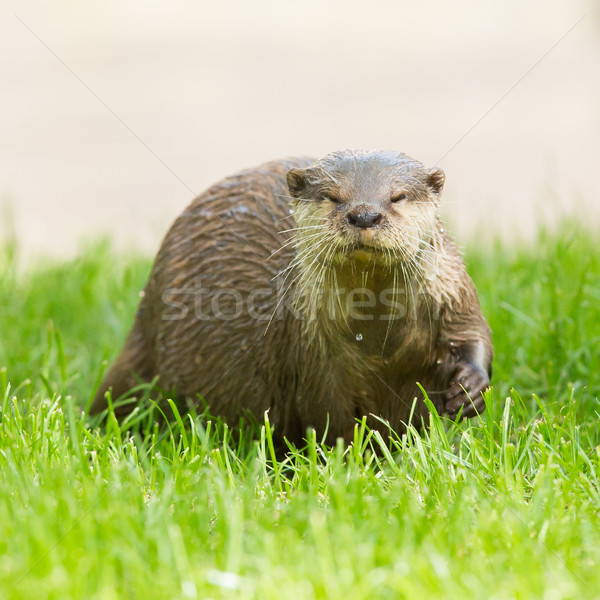 Wet otter is standing in the green grass Stock photo © michaklootwijk