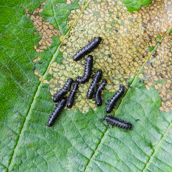 組 小 黑色 毛毛蟲 吃 葉 商業照片 © michaklootwijk