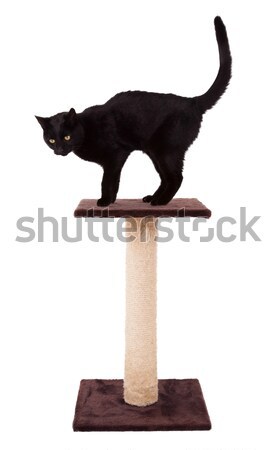 黒猫 スクラッチ ポール 孤立した 白 猫 ストックフォト © michaklootwijk