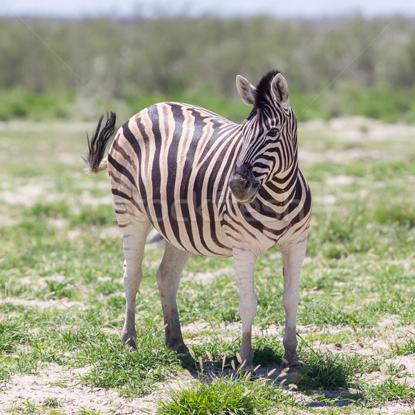 Burchells zebra (Equus Burchelli) Stock photo © michaklootwijk