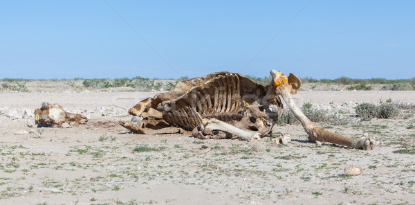 Killed giraffe Stock photo © michaklootwijk