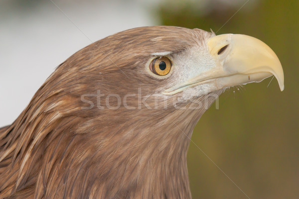 A close-up of an european eagle  Stock photo © michaklootwijk
