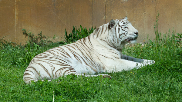 Stock photo: White tiger