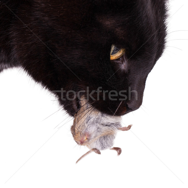 Black cat with his prey, a dead mouse Stock photo © michaklootwijk