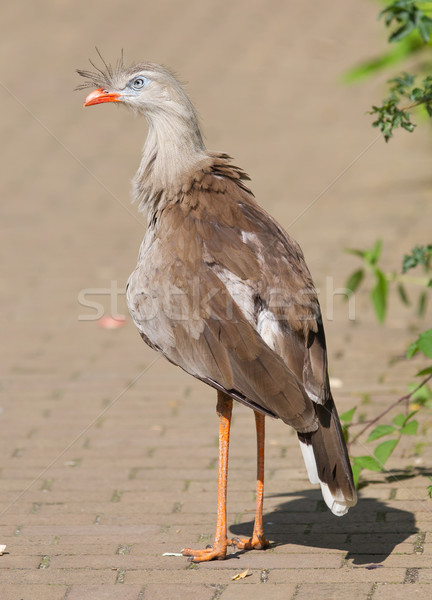 Red-legged seriema or crested cariama (Cariama cristata) Stock photo © michaklootwijk