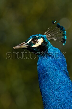 Peacock Stock photo © michaklootwijk