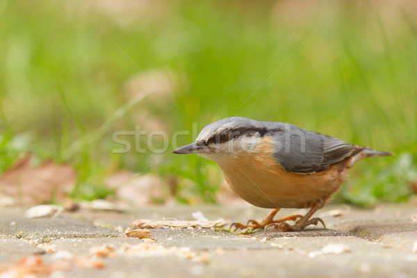 Stock photo: A Nuthatch on the ground