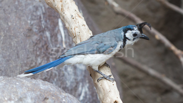 Blue bird (Calocitta formosa) perching on a branch Stock photo © michaklootwijk