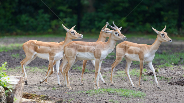 Young antilopes Stock photo © michaklootwijk