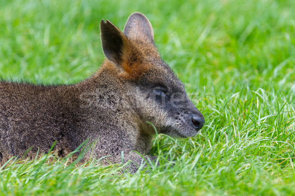 Kangaroo: Wallaby close-up portrait Stock photo © michaklootwijk