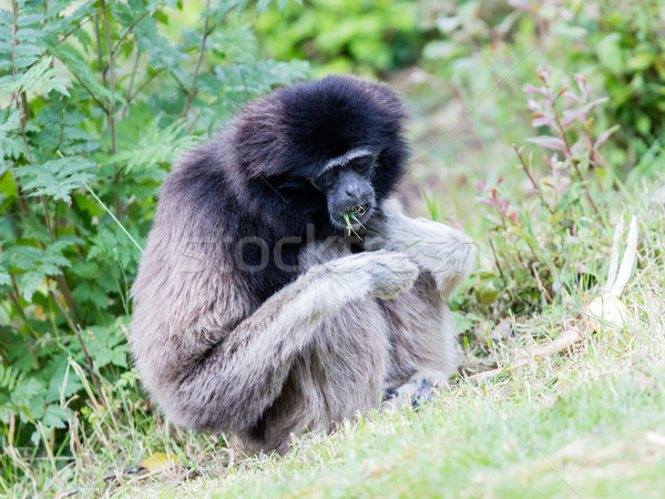 Adult white handed gibbon Stock photo © michaklootwijk