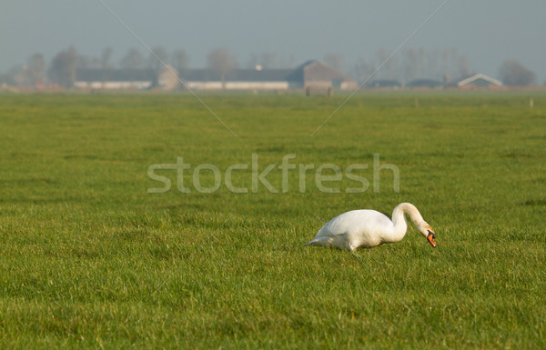 A swan is eating Stock photo © michaklootwijk