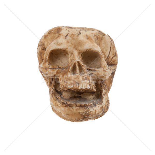 Single old skull isolated Stock photo © michaklootwijk