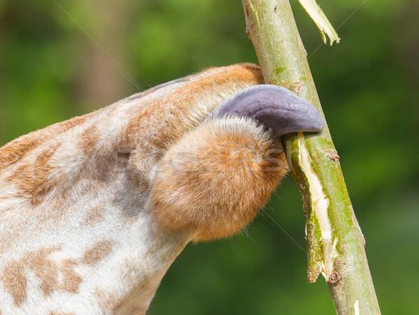 Giraffe eating Stock photo © michaklootwijk
