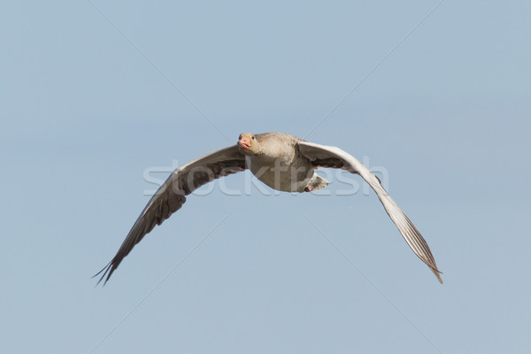 A greylag goose in flight  Stock photo © michaklootwijk