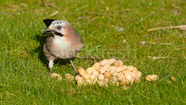 A Jay bird (Garrulus glandarius) Stock photo © michaklootwijk