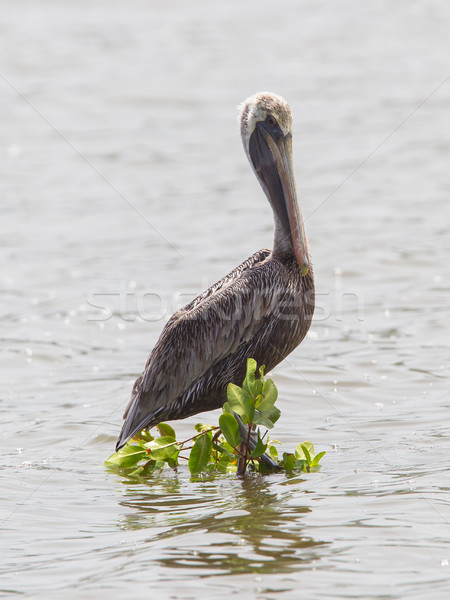 Stock photo: Brown pelican (Pelecanus occidentalis)