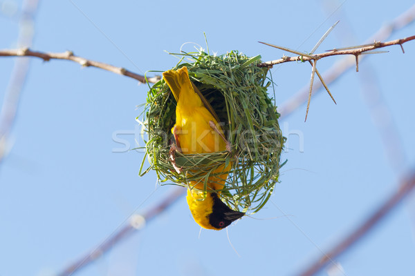 Southern Yellow Masked Weaver  Stock photo © michaklootwijk