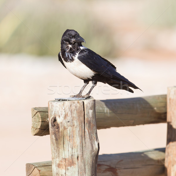 Pied crow (corvus albus) Stock photo © michaklootwijk