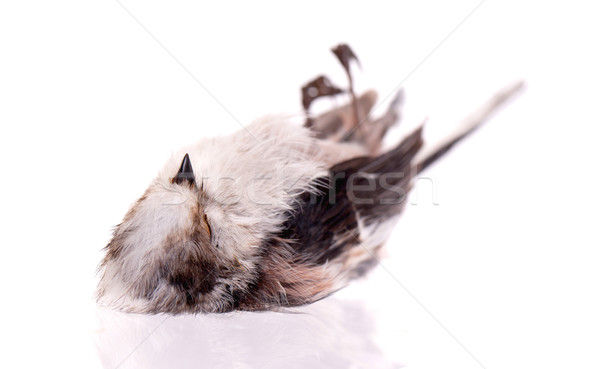Stock photo: Deceased long-tailed tit