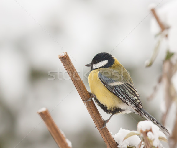 A blue tit in the snow  Stock photo © michaklootwijk