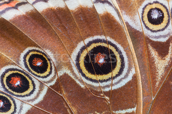 Stock fotó: Részletes · makró · trópusi · pillangó · szárny · barna