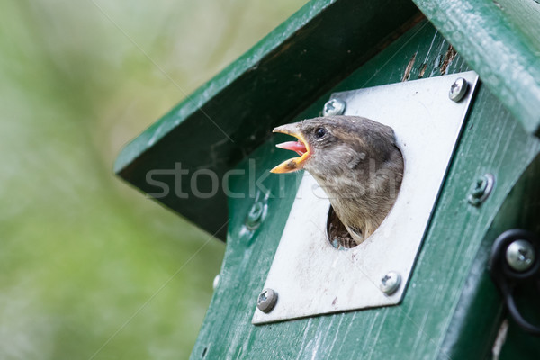 Young sparrow sitting in a birdhouse Stock photo © michaklootwijk