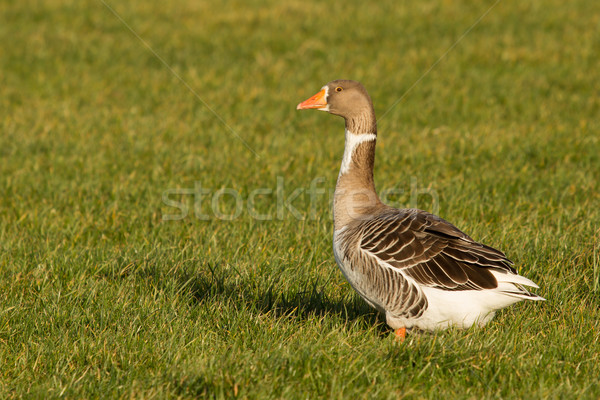 A goose Stock photo © michaklootwijk