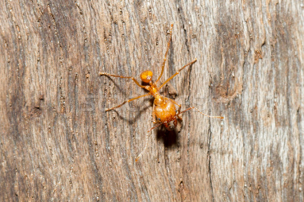 A leaf cutter ant Stock photo © michaklootwijk