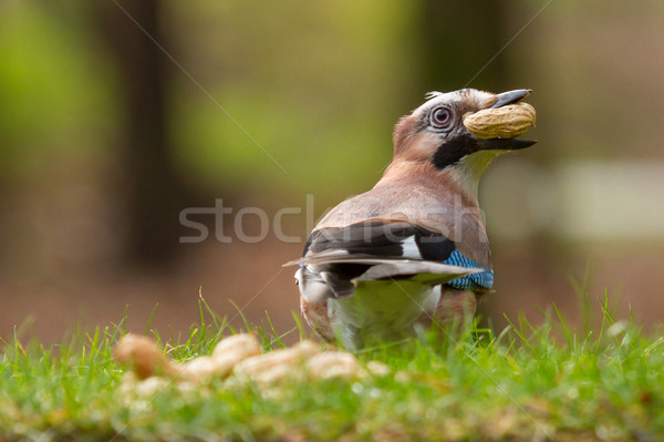 A Jay bird (Garrulus glandarius) Stock photo © michaklootwijk