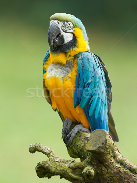 Close-up of a macaw parrot Stock photo © michaklootwijk