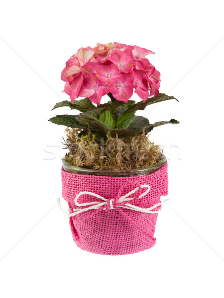 Pink flowers isolated Stock photo © michaklootwijk