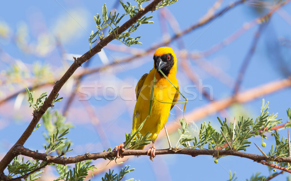 Southern Yellow Masked Weaver  Stock photo © michaklootwijk