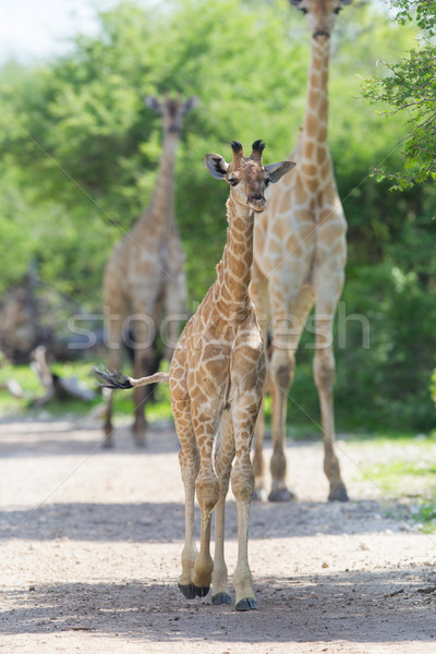 Young giraffe in Etosha, Namibia Stock photo © michaklootwijk
