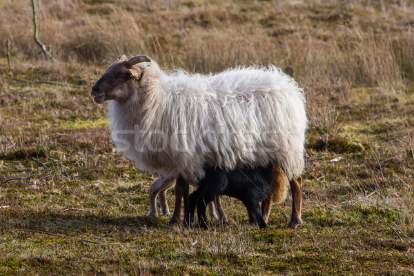 Adult sheep with black and white lamb Stock photo © michaklootwijk