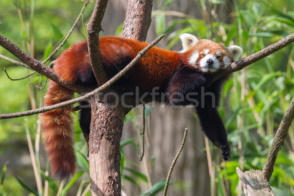 Stock photo: Red Panda, Firefox or Lesser Panda 