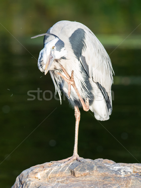 Great Blue Heron standing quietly Stock photo © michaklootwijk