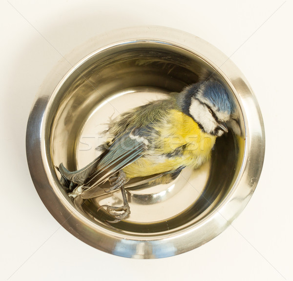 A deceased blue tit  Stock photo © michaklootwijk