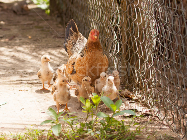 Stock photo: Adult hen and her newly hatched chickens