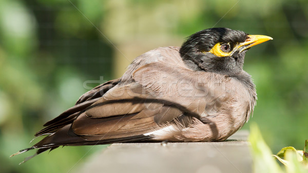 Charakter ptaków Pióro kolor żółty naturalnych Zdjęcia stock © michaklootwijk
